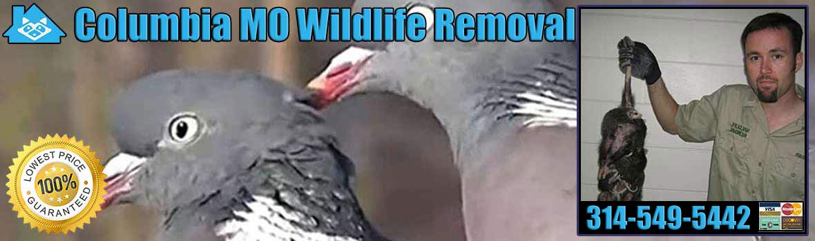 Columbia Wildlife and Animal Removal